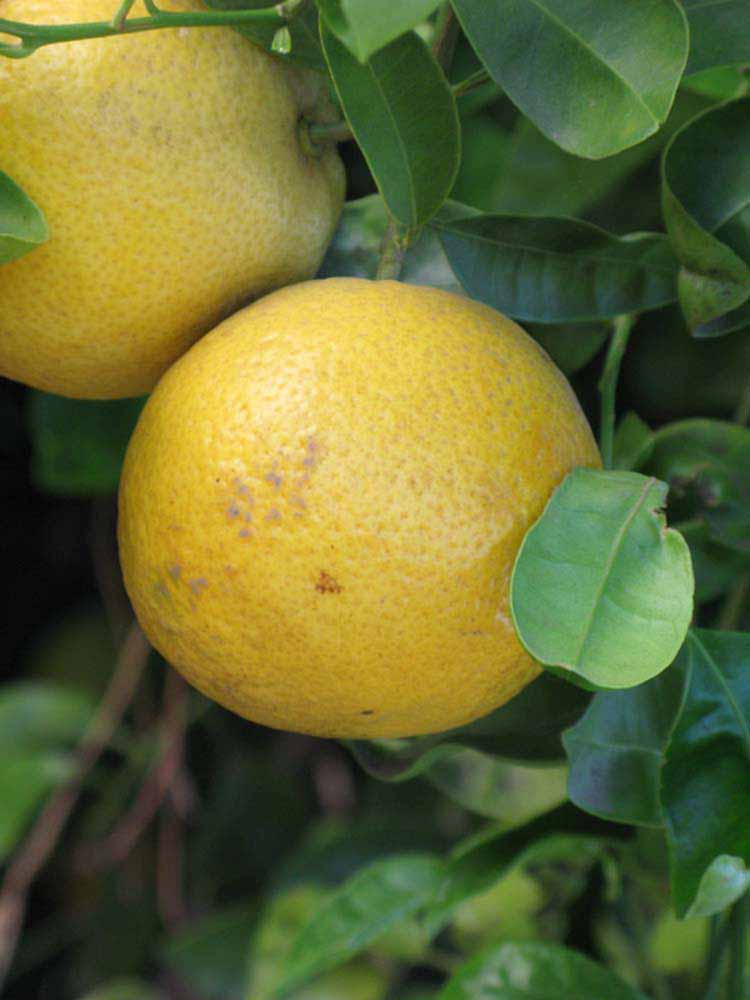            Fruit (Riverside, CA)   